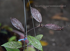 Hoya pubicalyx royal hawaiian purple splash
